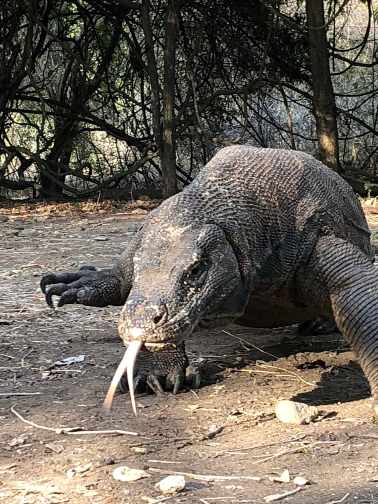 Dua Putri Komodo Homestay Kültér fotó