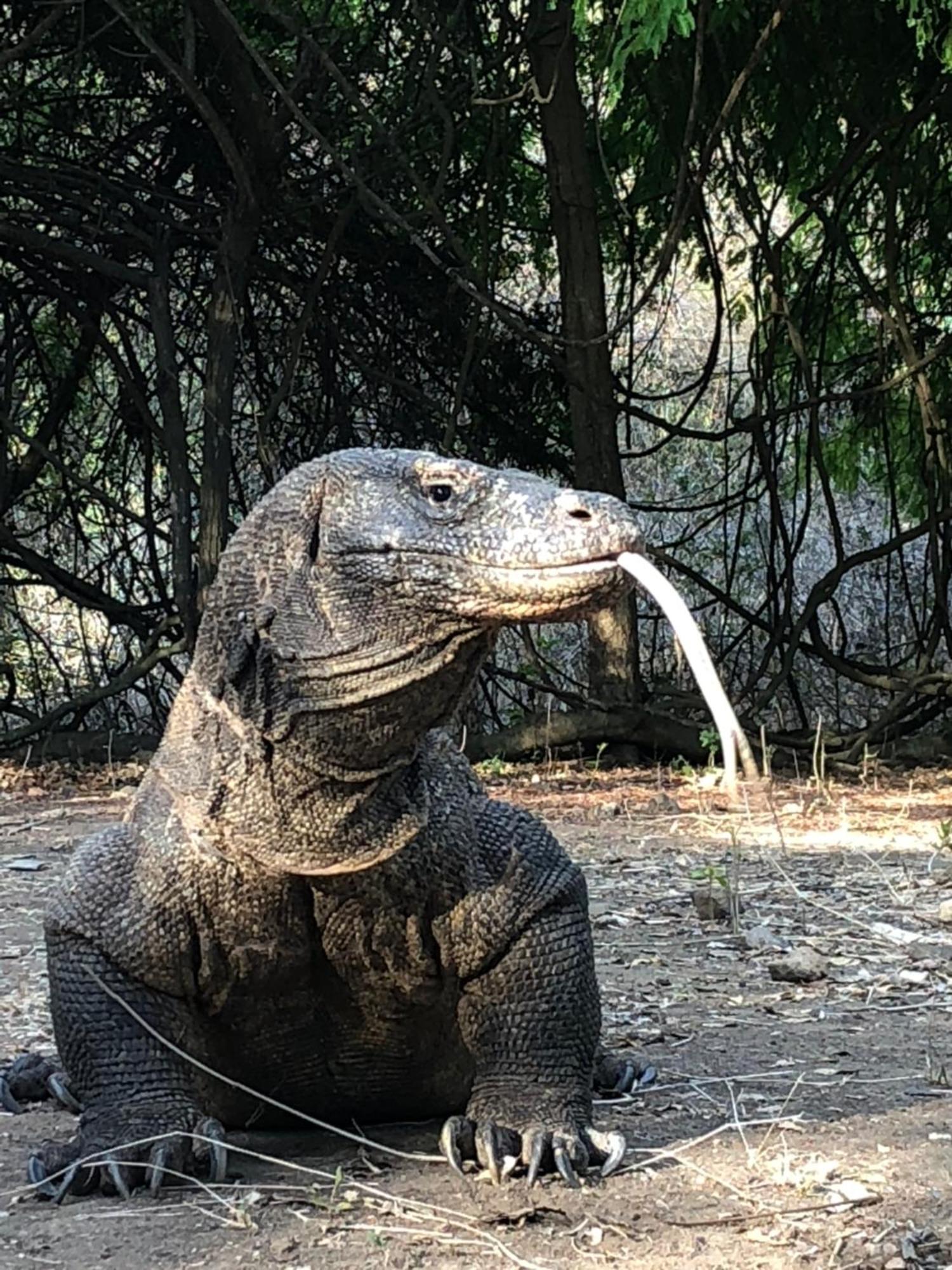 Dua Putri Komodo Homestay Kültér fotó