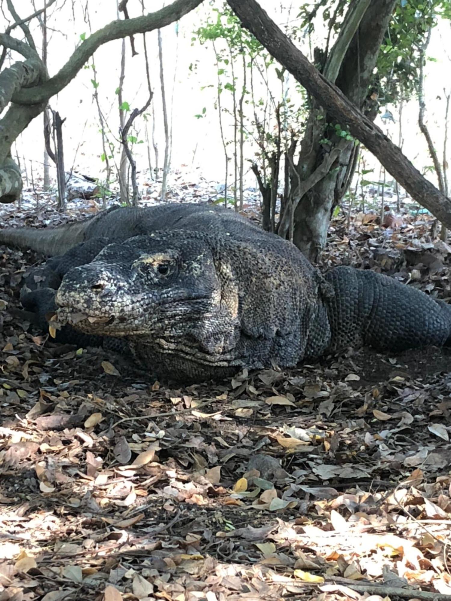 Dua Putri Komodo Homestay Kültér fotó