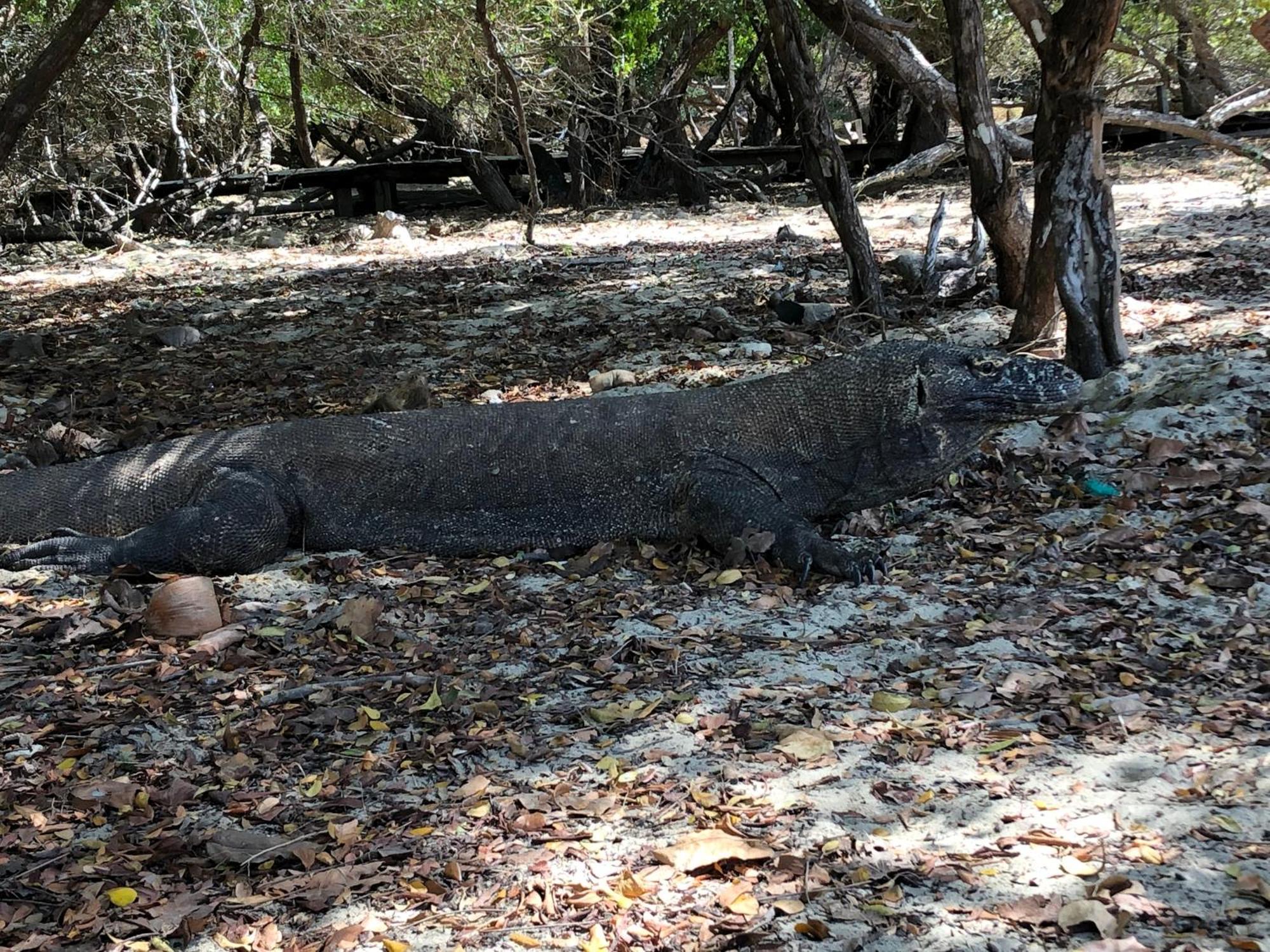 Dua Putri Komodo Homestay Kültér fotó