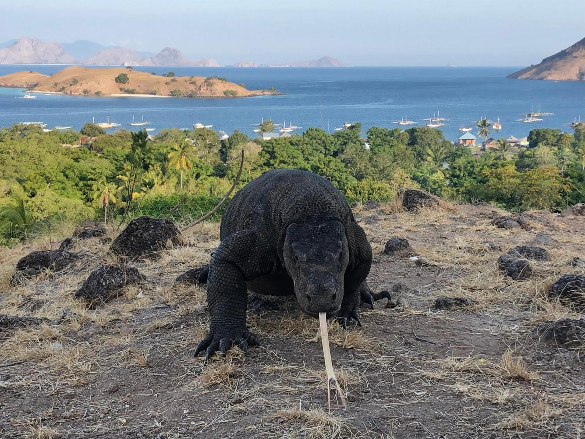 Dua Putri Komodo Homestay Kültér fotó